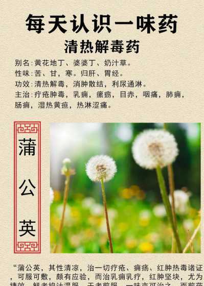 蒲公英代表是什么意思 蒲公英代表什么意思