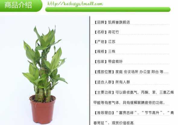土培荷花竹为什么不长 荷花竹能长多高