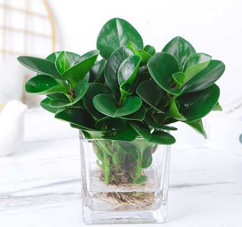 豆瓣盆栽怎么养殖技术 豆瓣绿用什么盆栽好