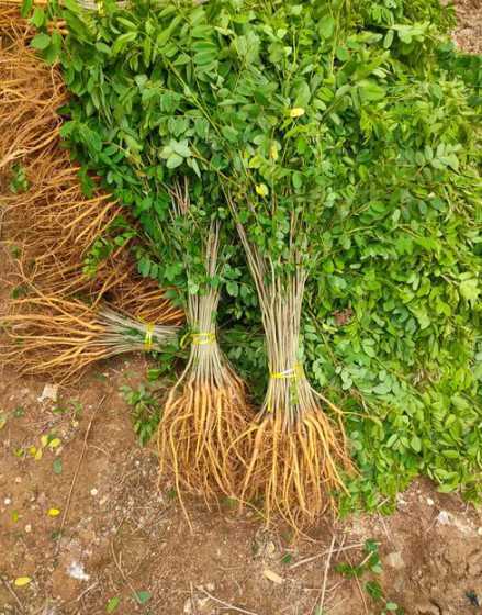 紫穗槐每平方种多少棵 紫穗槐种子一亩地撒多少