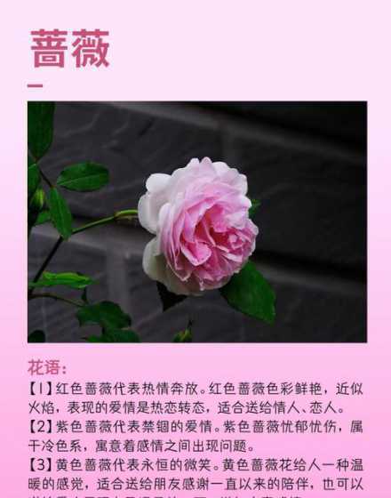 为什么家里不要种蔷薇 为什么家里不能养蔷薇