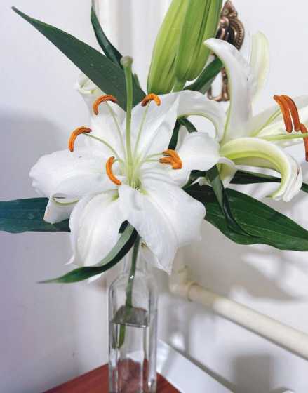 百合花为什么花向下开 百合花为什么是两性花