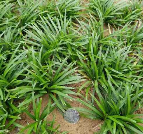 玉龙草一平米用多少斤 矮麦冬草皮多少一平方