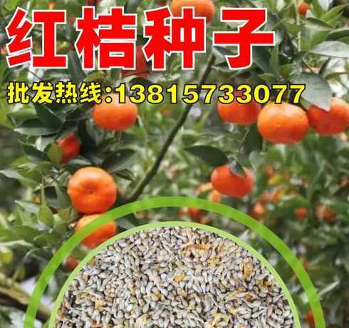 红桔种子一斤出苗多少 红桔种子的怎么栽培