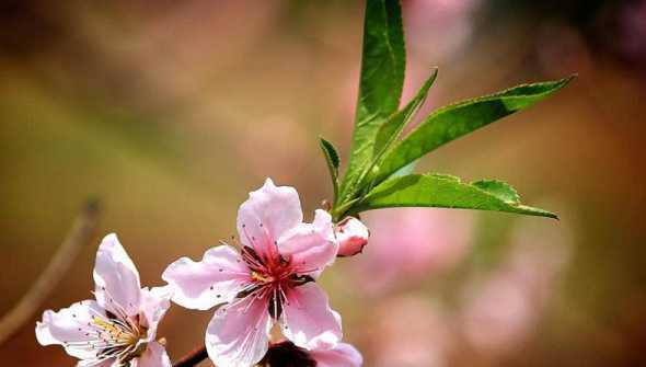 春花是什么季节开放的 春夏秋冬各季节分别都开什么花