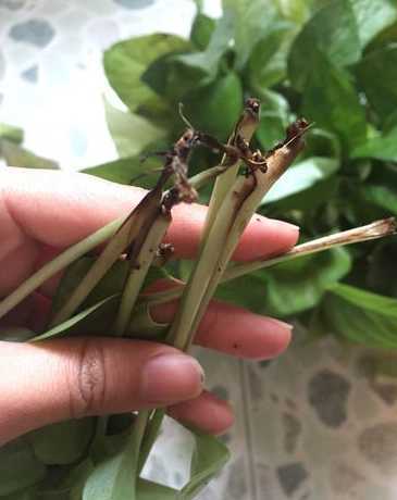 盆栽绿萝根烂了怎么办 绿萝的根部腐烂怎么办