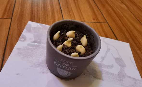 大蒜插在土里用什么盖 种大蒜,大蒜头可以露在土外面吗