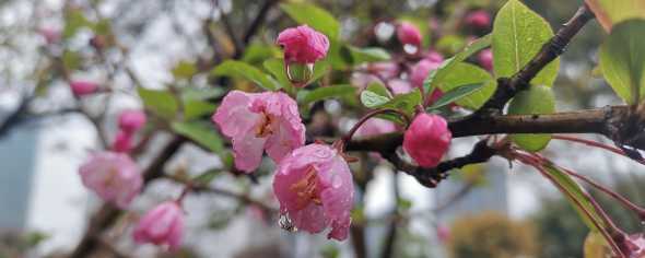 为什么海棠花喜欢淋雨 海棠为什么不开花
