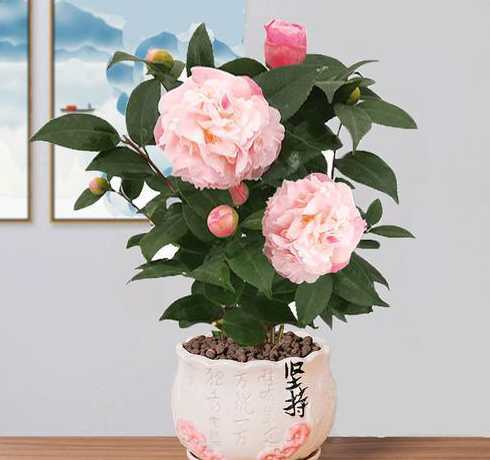 春季如何护理盆栽茶花 春天盆栽茶花怎么浇水 茶花如何浇水