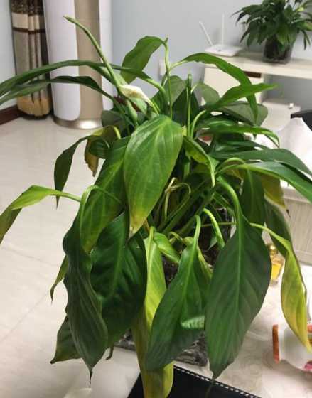 一帆风顺花为什么蔫了 一帆风顺花叶子蔫了怎么办,打蔫原因及补救方法