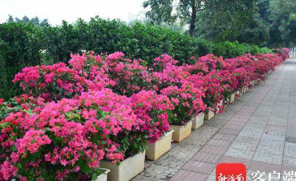 海口小区绿化种什么花 海南海口市市中心是哪个区