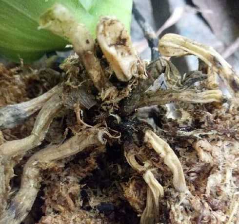 蝴蝶兰花一直掉为什么 蝴蝶兰花朵变蔫掉落