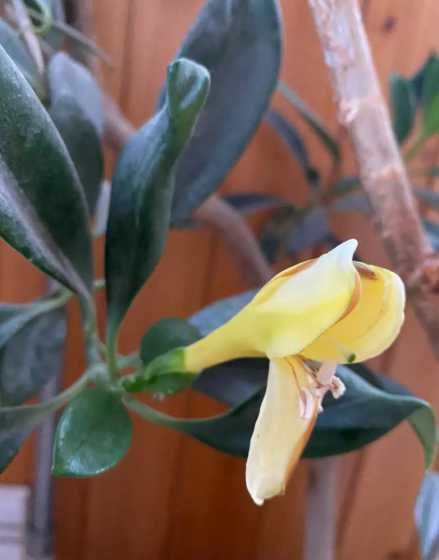 非洲茉莉什么时间开花 非洲茉莉开花吗,开花什么样子