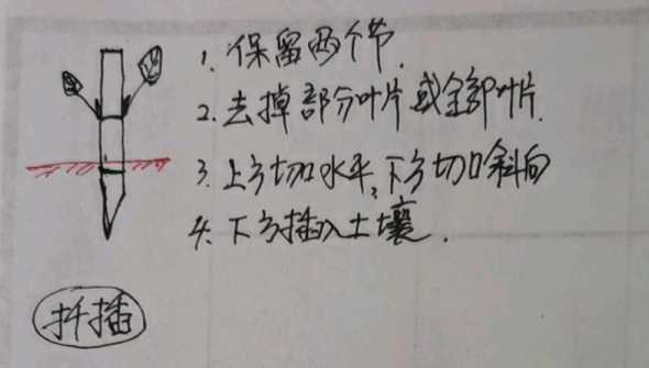 怎么判断嫁接扦插压条 压条嫁接扦插各自有什么区别阿