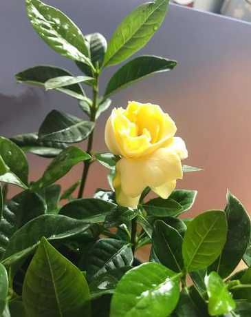 栀子花为什么花会变黄 栀子花开了几天花朵就变黄了为什么