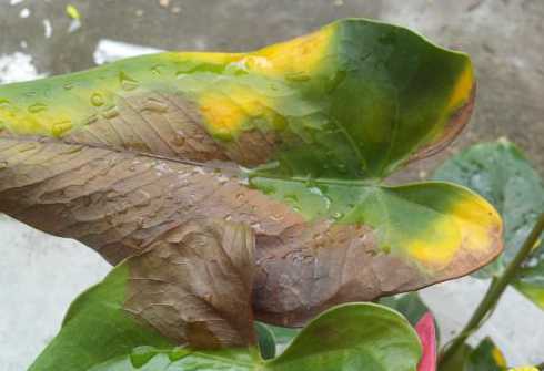 红掌的花为什么变黄了 红掌花发黄怎么办