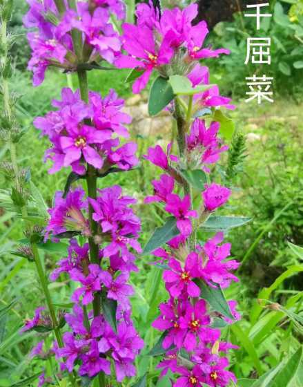 千屈菜一平米种植多少 千屈菜种植方法