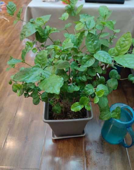 盆栽茉莉冬天怎么剪枝 盆栽茉莉花怎么修剪枝叶