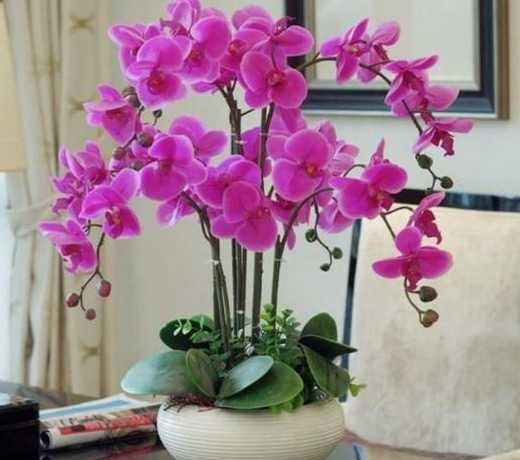 花草的大面积养殖什么好 宿舍里养什么植物比较好