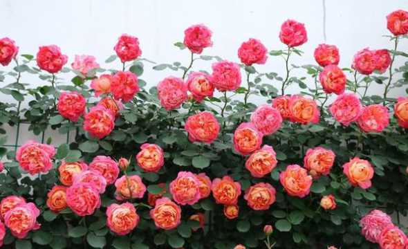 藤本月季种下多久开花 请问藤本月季 几年可以开花