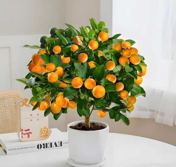 金桔盆栽冬季怎么浇水 金桔树冬天怎么养