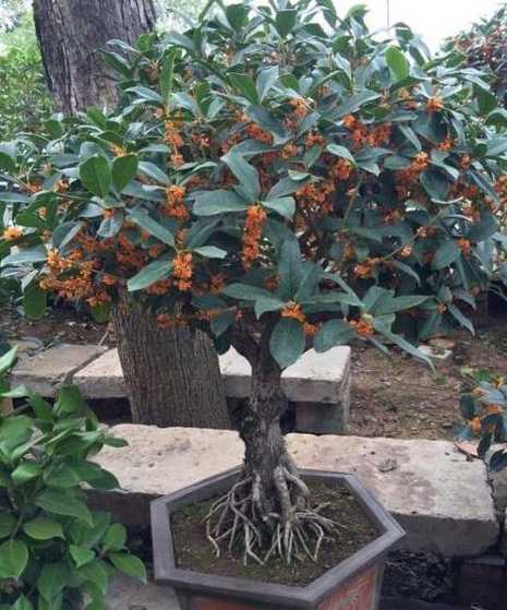 白蜡树适合嫁接什么树 白蜡树能嫁接流苏吗
