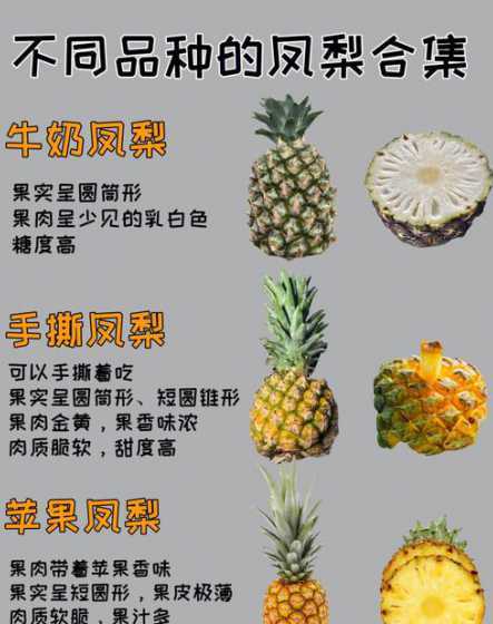 观赏凤梨需要注意什么 观赏凤梨怎么养 观赏凤梨的养殖方法