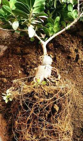 榕树盆栽的根是什么根 盆栽榕树的根要全部埋在土里吗盆栽榕树的根埋多深