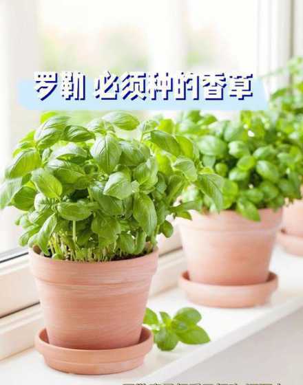 香草在家种盆栽怎么样 香草草莓绣球可以盆栽吗