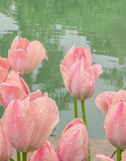 郁金香粉色花语是什么 粉色郁金香花语和寓意