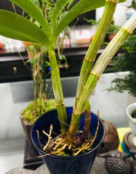 石斛水养适合什么温度 水养铁皮石斛能成活吗