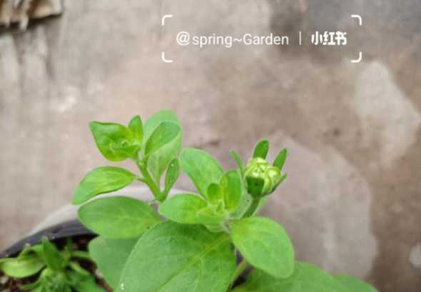 矮牵牛为什么会掉花苞 重瓣矮牵牛花苞变黄怎么办