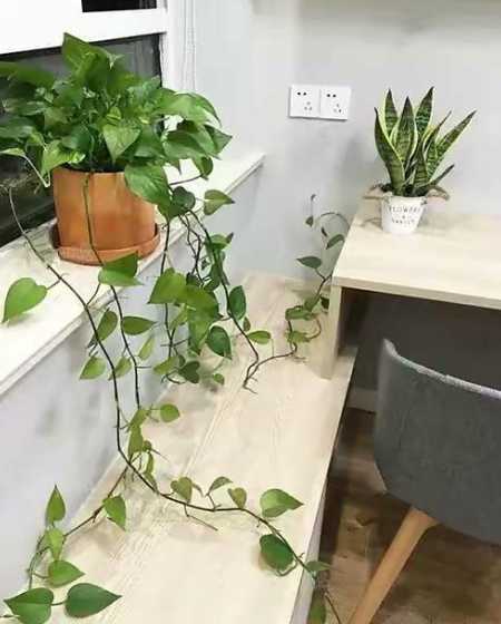 厨房摆放什么花易生长 厨房适合养什么花和植物好