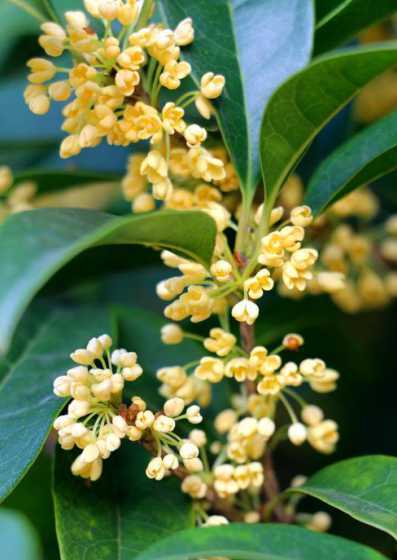 桂花为什么在8月开花 桂花为什么12月就开花了