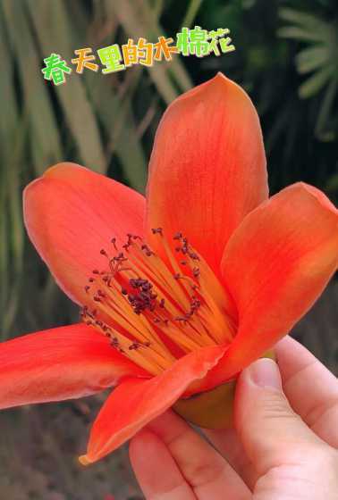 木绵花为什么叫英雄花 木棉花为什么叫“英雄花”