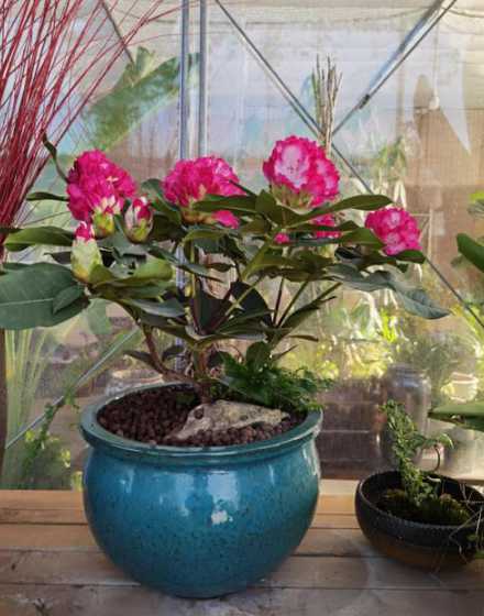 盆栽高山杜鹃怎么养殖 北方杜鹃花夏天怎么养