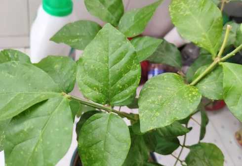 茉莉的叶子发黄怎么办 茉莉的叶子发黄怎么办 茉莉花叶片发黄怎处理