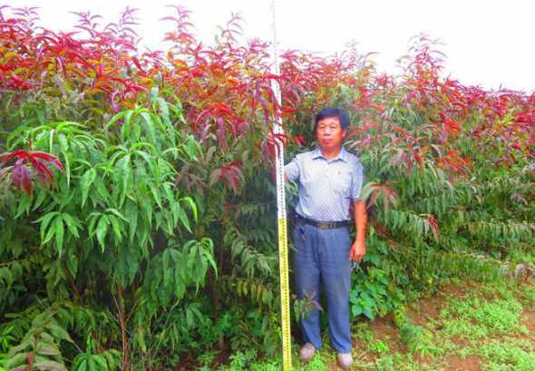红叶碧桃用什么树嫁接 红叶碧桃的嫁接技术