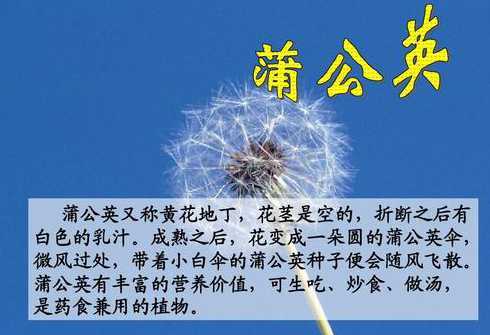 蒲公英有什么神奇特点 蒲公英泡茶都有哪些神奇的功效
