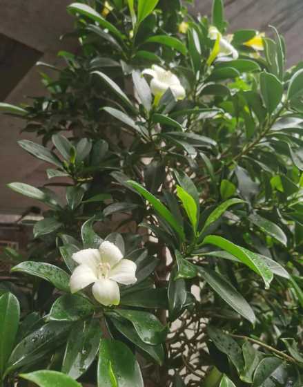 非洲茉莉怎么才能开花 非洲茉莉如何开花