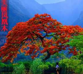种风景树什么树最值钱 什么风景树最值钱