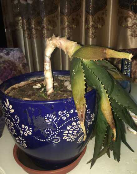 芦荟受冻后变什么颜色 芦荟在室外被冻伤了,有什么办法能够补救吗