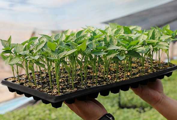 种盆栽菜育苗器是什么 盆栽蔬菜种子播种前需要育苗吗
