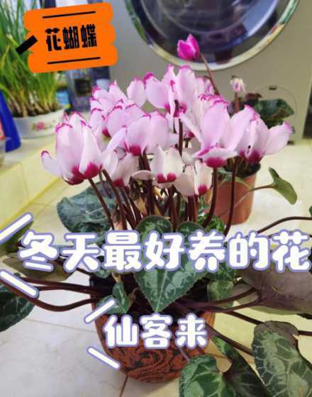冬季的仙客来花怎么养 仙客来盆栽冬天怎么养
