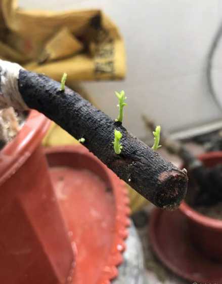金弹子桩什么时候发芽 金弹子下山桩种上多久能发芽