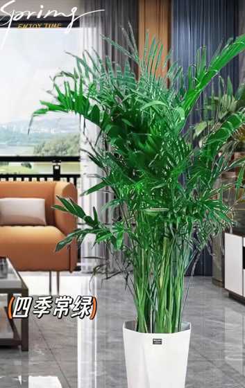富贵椰子怎么养长的快 富贵椰子怎样养护才能旺盛长势