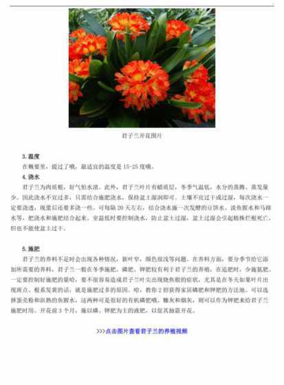 君子兰怎么样养长的快 君子兰怎样养殖长的快