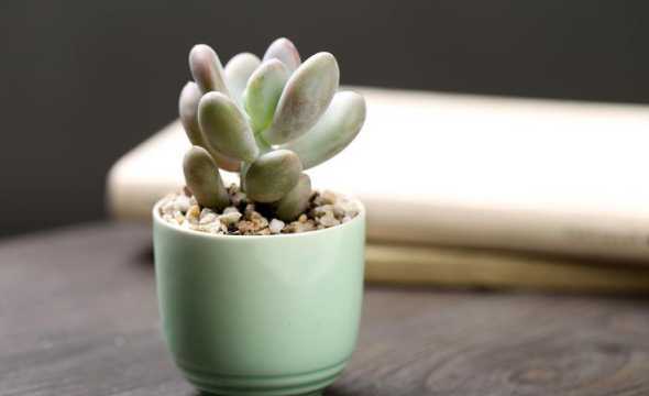 桃美人用什么盆栽好看 桃美人老桩怎么养,修剪造型与养殖方法