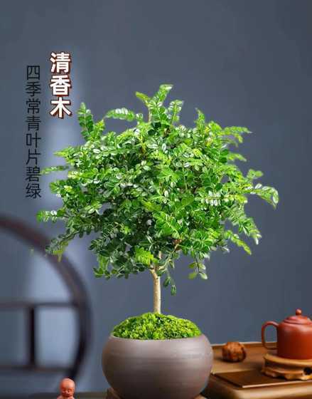 什么花草驱蚊适合室内养 什么花草养在室内能驱蚊