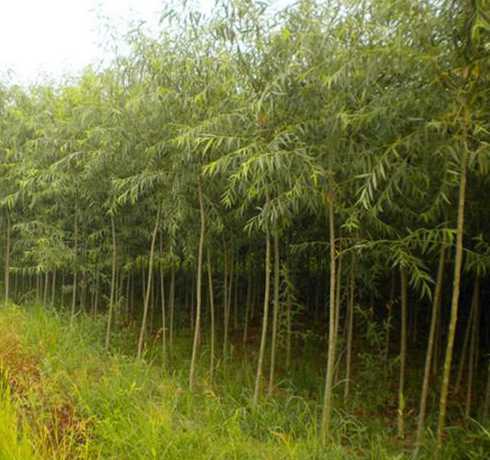 种植速生柳树效益如何 速生竹柳和黄金香柳都是柳树,有什么区别吗